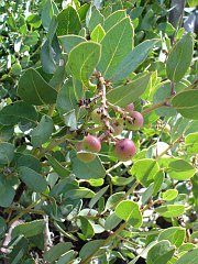 arctostaphylos glandulosa 